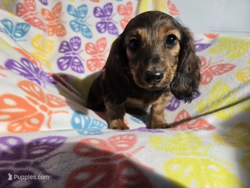 Mini Dachshund