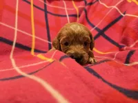 Cockapoo, a female Cockapoo for sale in Buffalo, NY – Photo 3 of 5