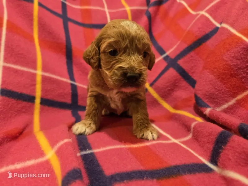Cockapoo – Cockapoo puppy for sale in Buffalo, NY