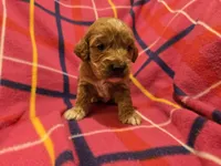 Cockapoo, a female Cockapoo for sale in Buffalo, NY – Photo 1 of 5