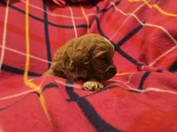 Cockapoo, a female Cockapoo for sale in Buffalo, NY – Photo 2 of 5