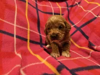 Cockapoo, a female Cockapoo for sale in Buffalo, NY – Photo 4 of 5