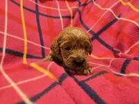 Cockapoo, a female Cockapoo for sale in Buffalo, NY – Photo 5 of 5