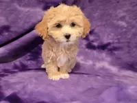 Shihpoo, a female Shihpoo for sale in Buffalo, NY – 3 of 6