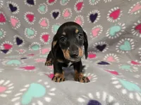 Mini Dachshund, a female Miniature Dachshund for sale in Buffalo, NY – 1 of 4