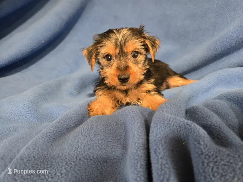 Yorkie Terrier – Yorkshire Terrier puppy for sale in Buffalo, NY