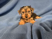 Yorkie Terrier, a male Yorkshire Terrier for sale in Buffalo, NY – 1 of 5