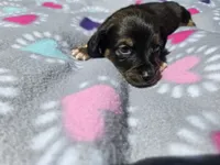 Mini Dachshund, a female Miniature Dachshund for sale in Buffalo, NY – 3 of 4