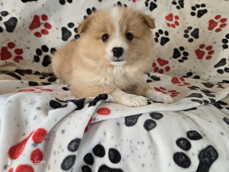 Pomchi – Pomchi puppy for sale in Buffalo, NY