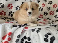 Pomchi, a male Pomchi for sale in Buffalo, NY – 1 of 4
