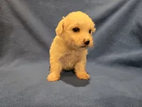 Bichon /Maltese , a male Bichon Frise and Maltese for sale in Buffalo, NY – 2 of 4