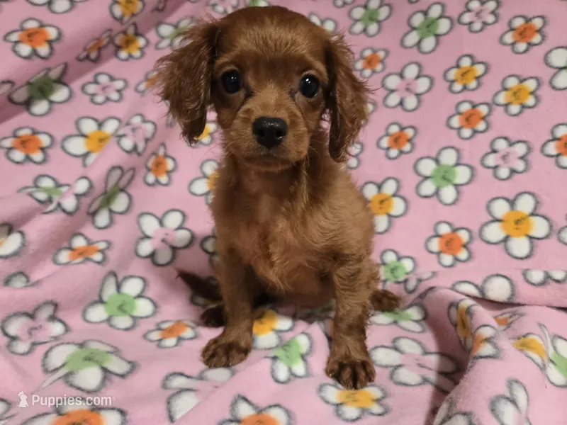 Cavapoo – Cavapoo puppy for sale in Buffalo, NY