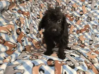 Yorkie poo, a male Yorkipoo for sale in Buffalo, NY – 2 of 4