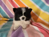 Pomeranian , a female Pomeranian for sale in Buffalo, NY – 1 of 5