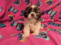 Shihtzu, a female Shih Tzu for sale in Buffalo, NY – 3 of 4