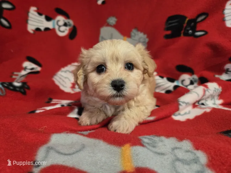 Shihpoo /Maltese  – Shihpoo, Maltese puppy for sale in Buffalo, NY