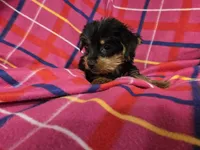 Yorkie Terrier, a female Yorkshire Terrier for sale in Buffalo, NY – 2 of 5