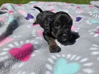 Cockapoo, a female Cockapoo for sale in Buffalo, NY – 2 of 5
