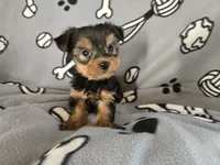 Yorkie Terrier, a male Yorkshire Terrier for sale in Buffalo, NY – 2 of 5