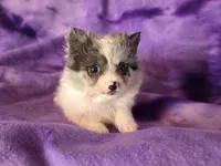 Pomchi , a female Chihuahua and Pomeranian for sale in Buffalo, NY – Photo 4 of 6