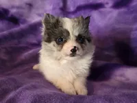Pomchi , a female Chihuahua and Pomeranian for sale in Buffalo, NY – Photo 6 of 6