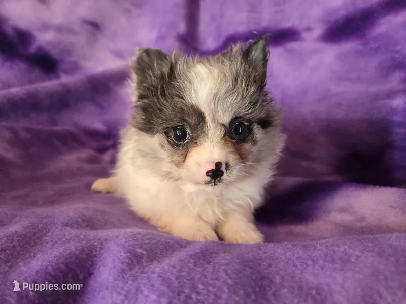 Pomchi  – Chihuahua, Pomeranian puppy for sale in Buffalo, NY