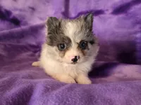 Pomchi , a female Chihuahua and Pomeranian for sale in Buffalo, NY – Photo 1 of 6