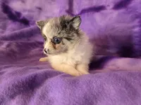 Pomchi , a female Chihuahua and Pomeranian for sale in Buffalo, NY – Photo 2 of 6