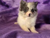 Pomchi , a female Chihuahua and Pomeranian for sale in Buffalo, NY – Photo 3 of 6