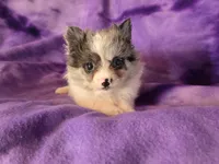 Pomchi , a female Chihuahua and Pomeranian for sale in Buffalo, NY – Photo 5 of 6