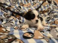 Maltese / Terrier, a male Maltese for sale in Buffalo, NY – 3 of 4
