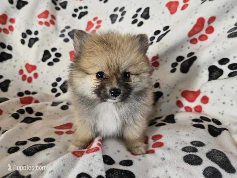 Pomeranian  – Pomeranian puppy for sale in Buffalo, NY