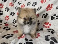 Pomeranian , a male Pomeranian for sale in Buffalo, NY – 1 of 6