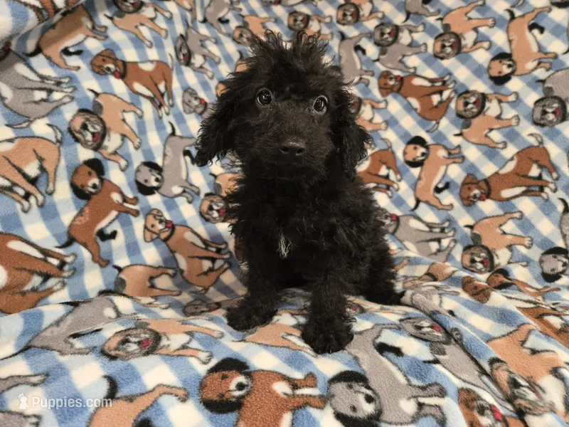 Yorkie poo – Yorkipoo puppy for sale in Buffalo, NY