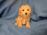 Bichon /Poodle, a male Bichon Frise and Poodle - Miniature  for sale in Buffalo, NY – 4 of 4