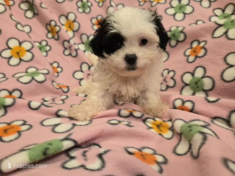 Maltese / Terrier – Maltese puppy for sale in Buffalo, NY