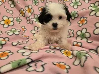 Maltese / Terrier, a female Maltese for sale in Buffalo, NY – 1 of 4