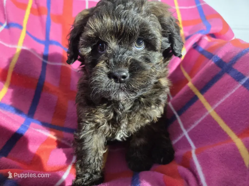 Shih poo