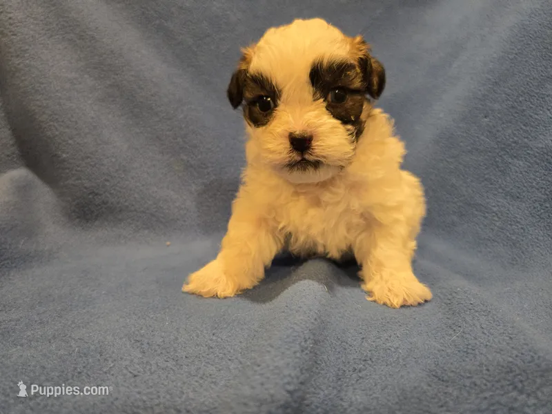 Shihtzu /Bichon – Bichon Frise, Shih Tzu puppy for sale in Buffalo, NY