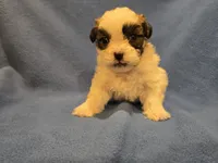 Shihtzu /Bichon, a male Bichon Frise and Shih Tzu for sale in Buffalo, NY – 1 of 4