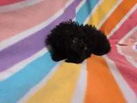 Yorkie poo, a female Yorkipoo for sale in Buffalo, NY – 4 of 4