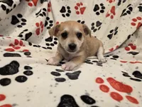 Chihuahua /Maltese, a male Chihuahua and Maltese for sale in Buffalo, NY – 2 of 4