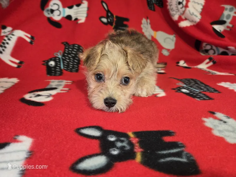 Morkie – Yorkshire Terrier puppy for sale in Buffalo, NY