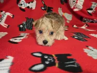 Morkie, a male Yorkshire Terrier for sale in Buffalo, NY – 1 of 4