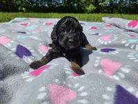 Cockapoo, a female Cockapoo for sale in Buffalo, NY – 1 of 5