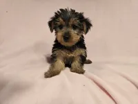 Yorkie Terrier, a female Yorkshire Terrier for sale in Buffalo, NY – 5 of 5