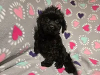 Cavapoo, a female Cavapoo for sale in Buffalo, NY – 2 of 4