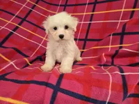Maltese , a female Maltese for sale in Buffalo, NY – 2 of 4