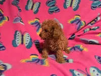 Cavapoo, a female Cavapoo and Poodle - Miniature  for sale in Buffalo, NY – 4 of 4