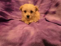 Yorkiepoo, a female Yorkipoo and Maltese for sale in Buffalo, NY – 3 of 4